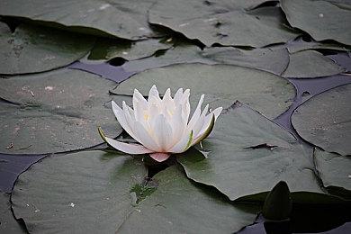 《黑暗之魂3》大型Mod远古王座预告 试玩Demo 9月发布